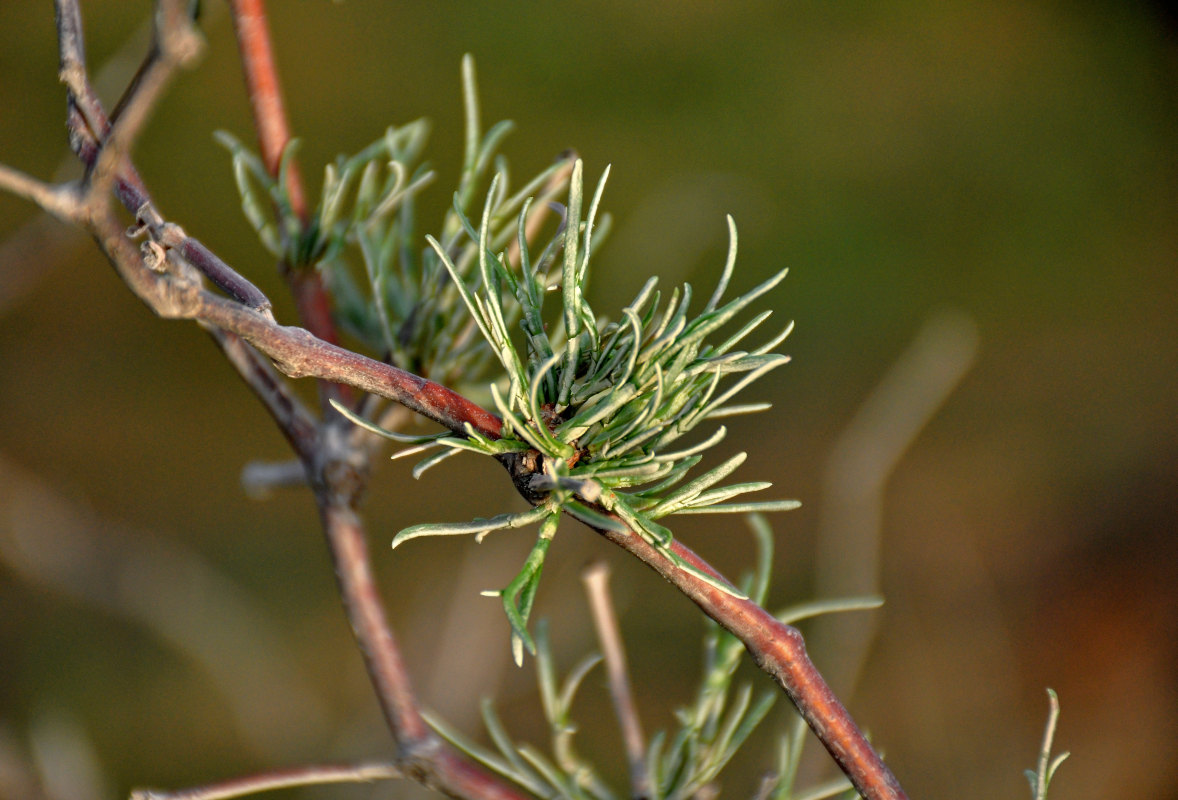 Image of Calligonum aphyllum specimen.