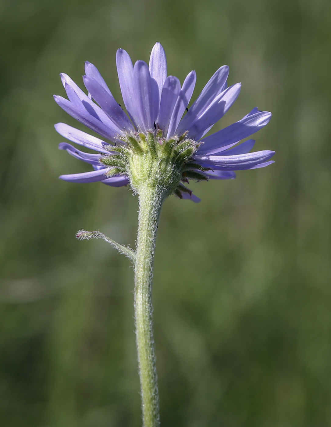 Изображение особи Aster alpinus.