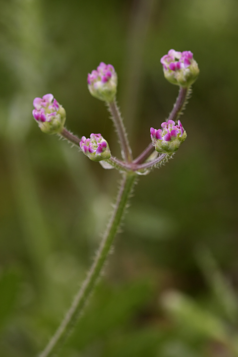 Изображение особи Turgenia latifolia.