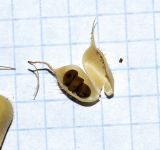 Image of taxon representative. Author is Татьяна Мальчинская