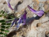 Vicia cretica ssp. aegaea