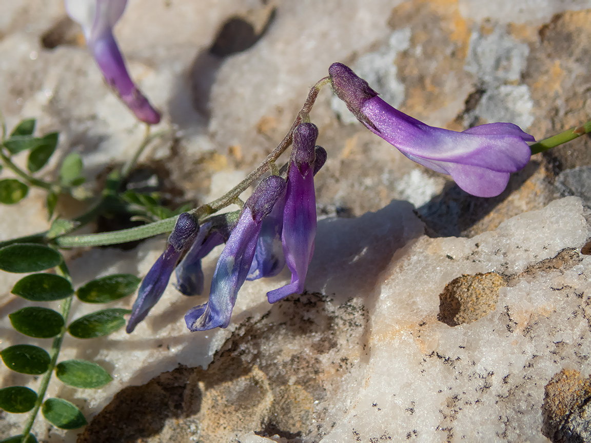 Изображение особи Vicia cretica ssp. aegaea.