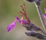 Teucrium canum. Цветок и бутон. Дагестан, окр. с. Талги, сухой известняковый склон. 13 июня 2021 г.