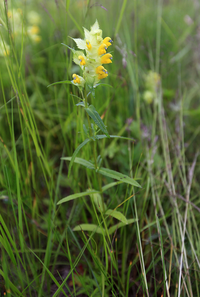 Изображение особи Rhinanthus apterus.