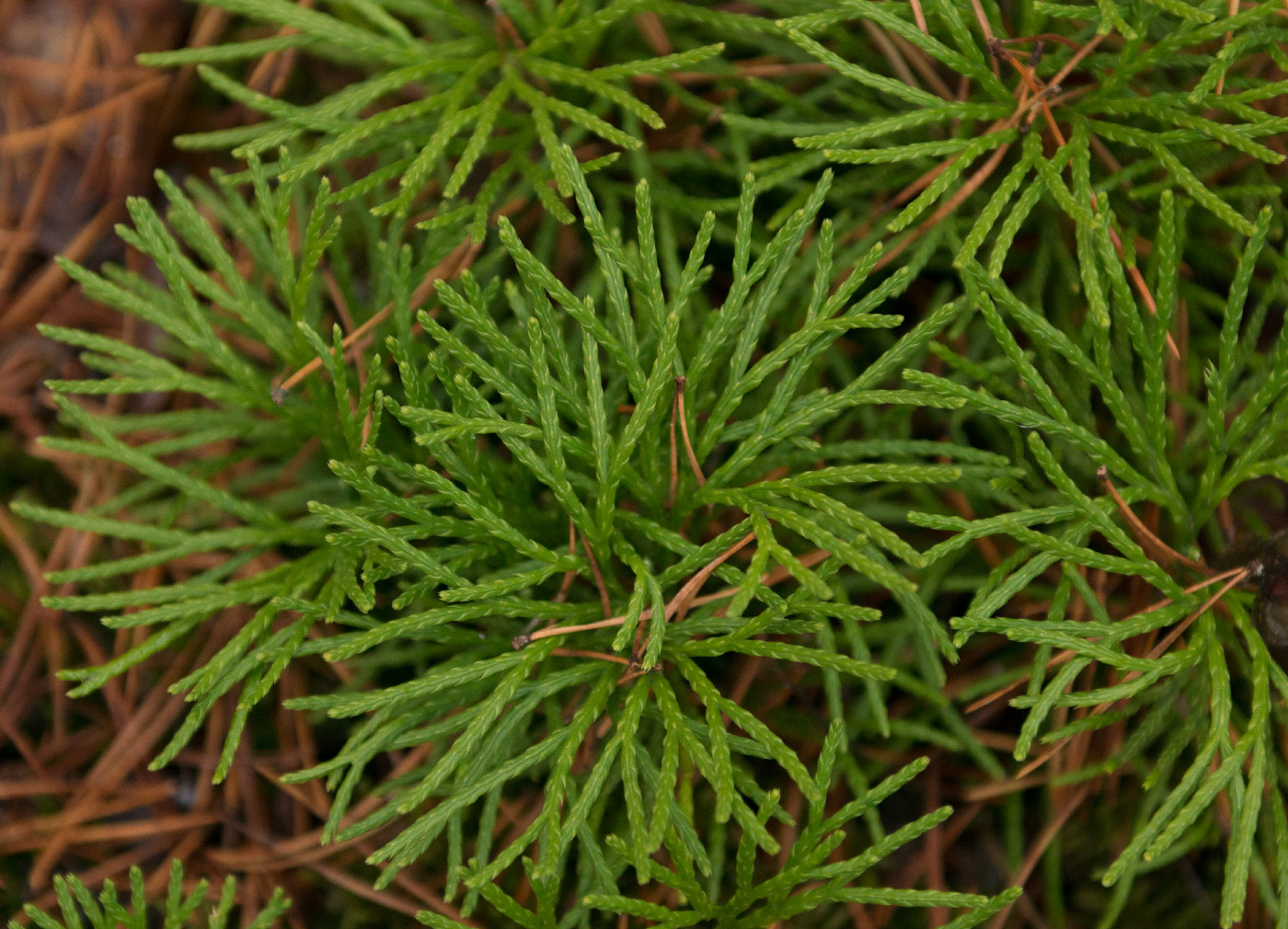 Image of Diphasiastrum complanatum specimen.