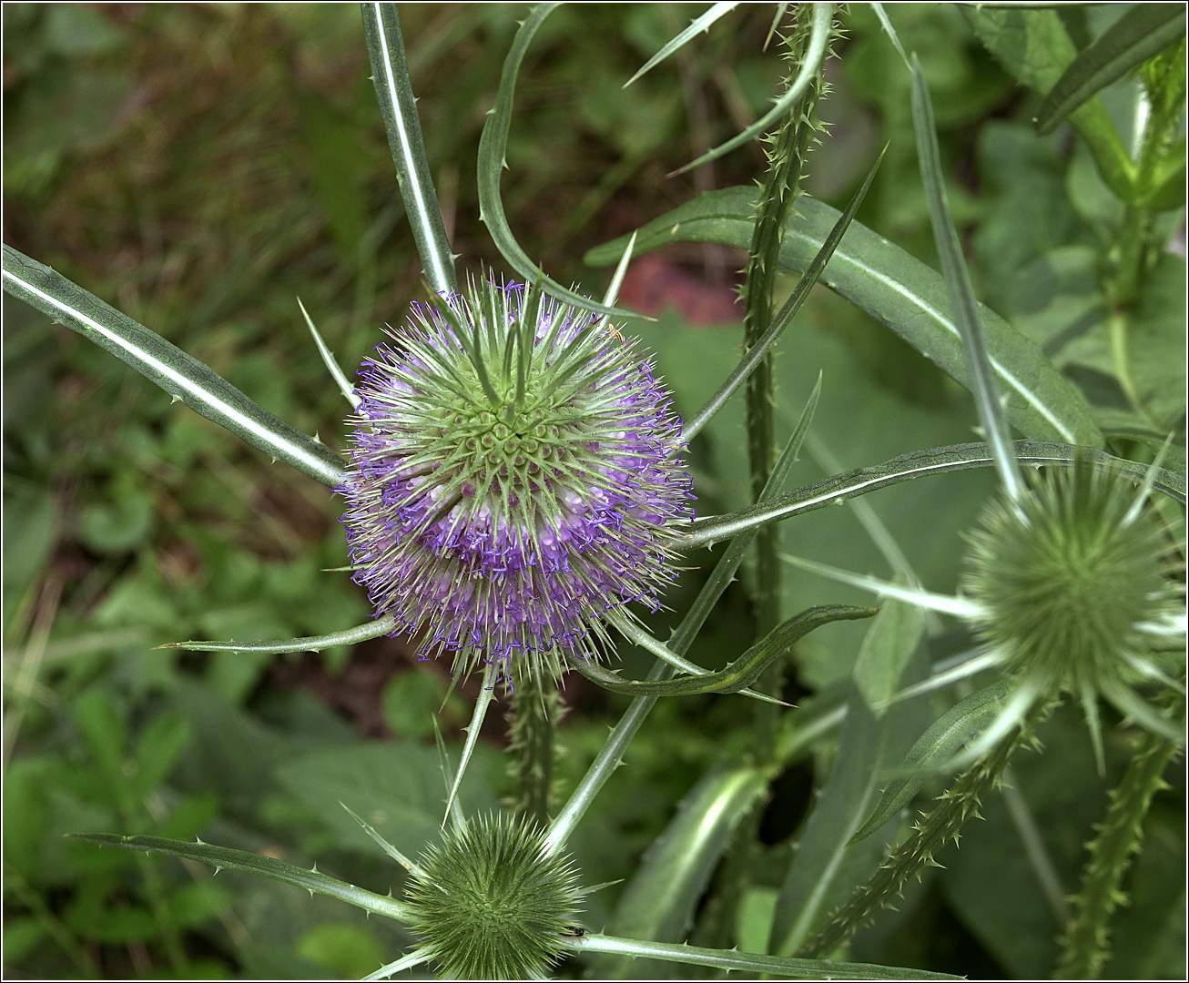 Изображение особи Dipsacus fullonum.