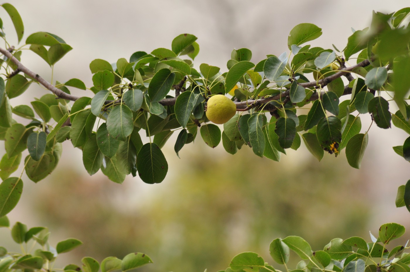 Изображение особи Pyrus turcomanica.