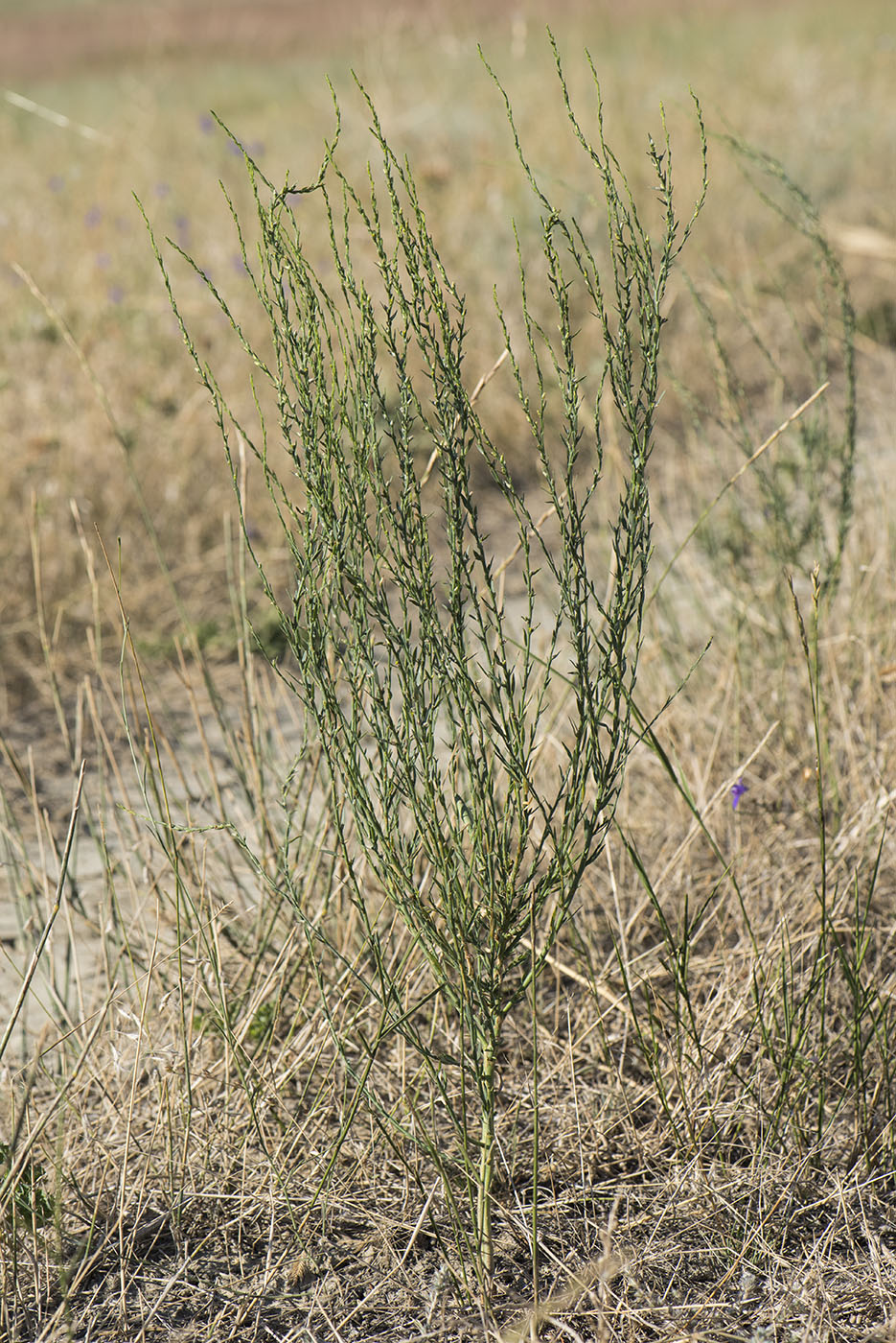 Image of Thymelaea passerina specimen.