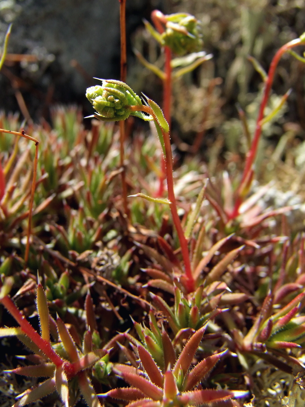 Изображение особи Saxifraga omolojensis.