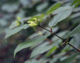 Lonicera ferdinandi