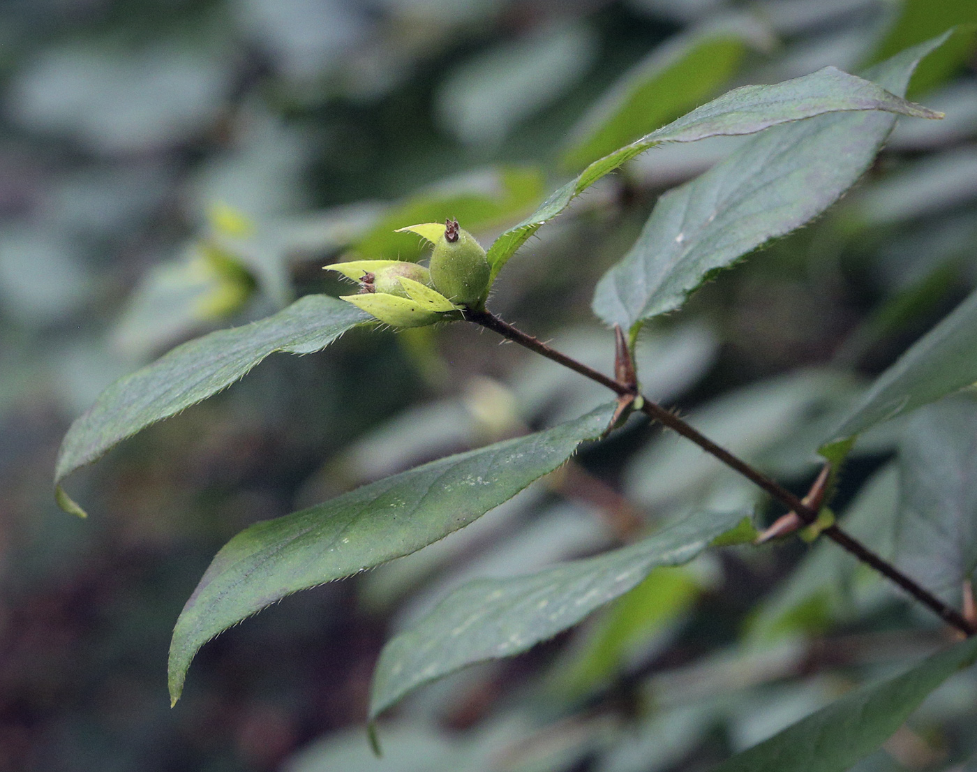 Image of Lonicera ferdinandi specimen.