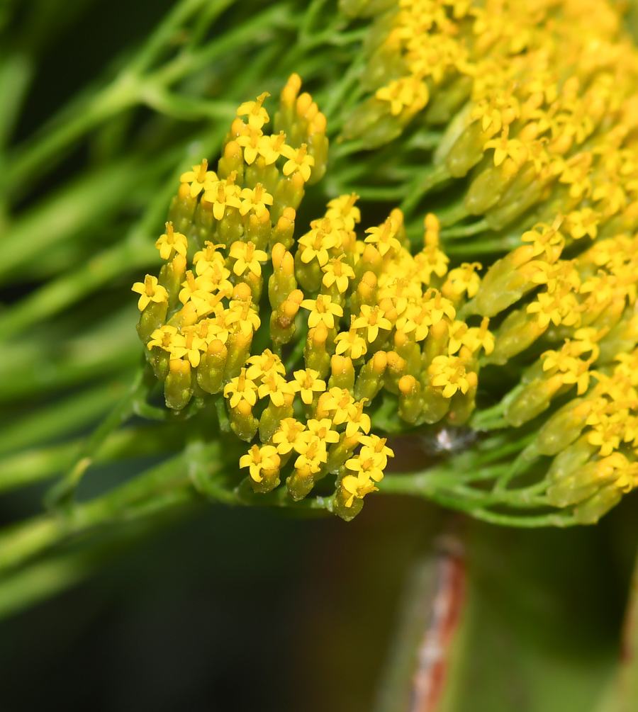 Изображение особи Hymenolepis crithmifolia.