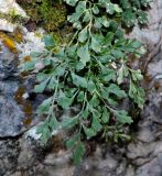 Asplenium ruta-muraria. Спороносящее растение. Краснодарский край, Апшеронский р-н, окр. пос. Мезмай, Курджипское ущелье. 11.10.2021.