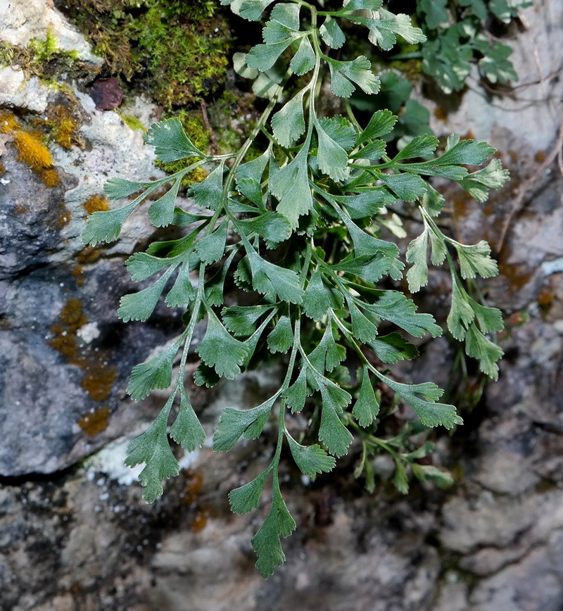 Изображение особи Asplenium ruta-muraria.