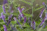 Vicia villosa. Верхушки побегов с соцветиями. Ростовская обл., Мясниковский р-н, окр. хут. Стоянов, степной склон. 27.06.2021.