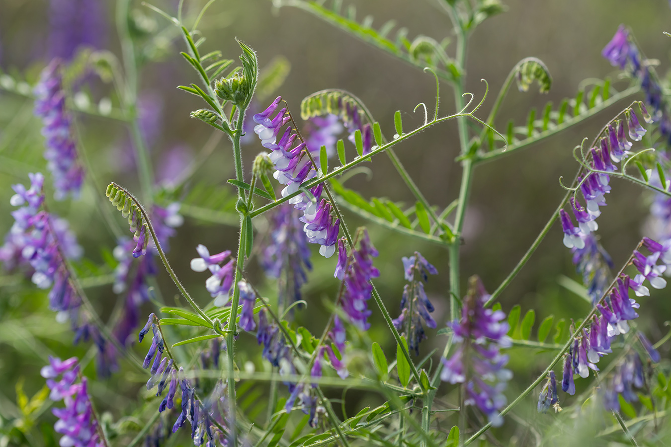 Изображение особи Vicia villosa.