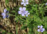 Geranium igoschinae