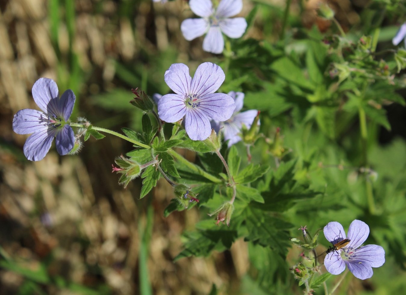 Image of Geranium igoschinae specimen.