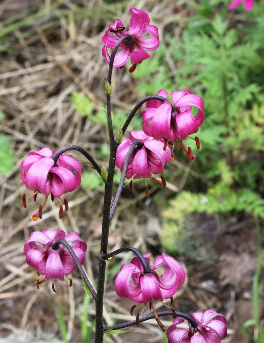 Image of Lilium pilosiusculum specimen.