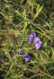 Aconitum