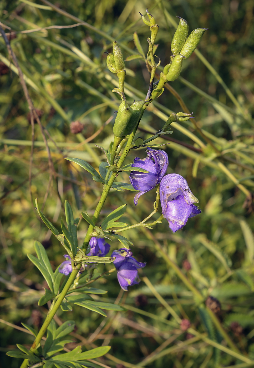 Изображение особи род Aconitum.