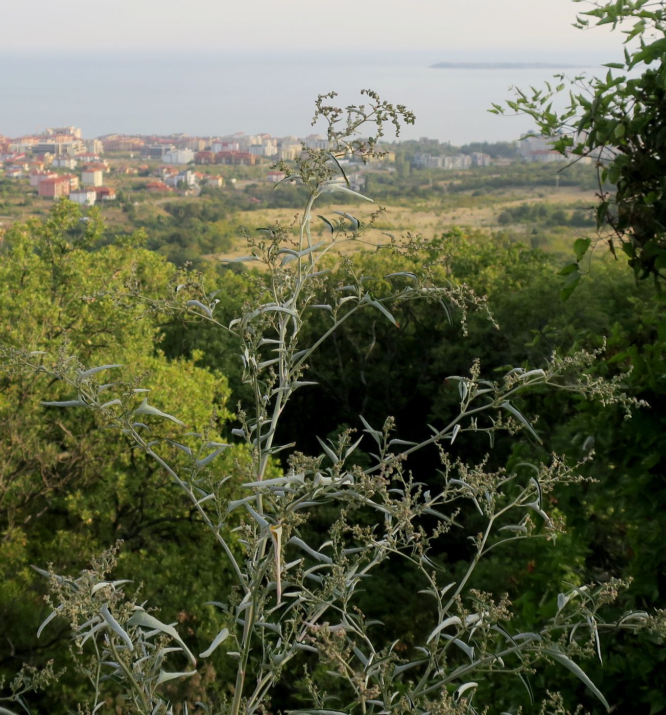 Image of genus Atriplex specimen.