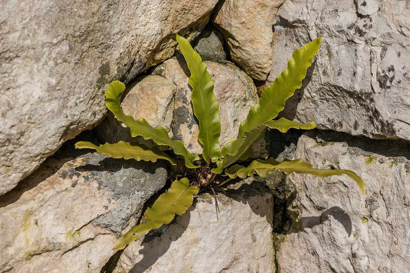 Image of Phyllitis scolopendrium specimen.