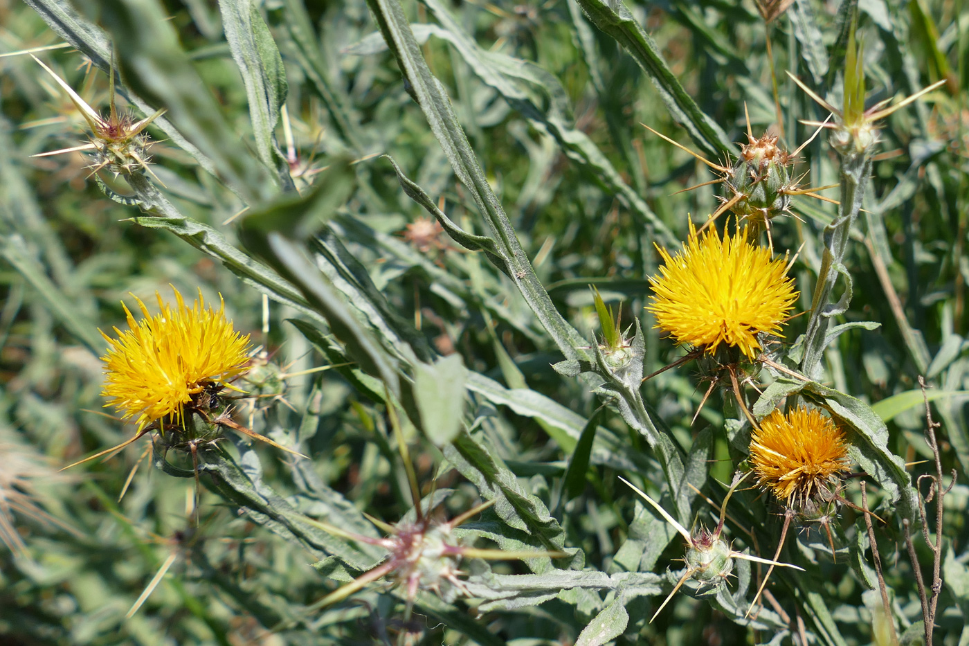 Изображение особи Centaurea solstitialis.