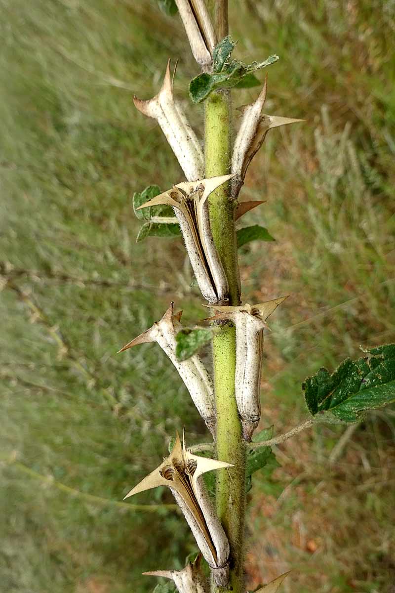 Image of Ceratotheca triloba specimen.
