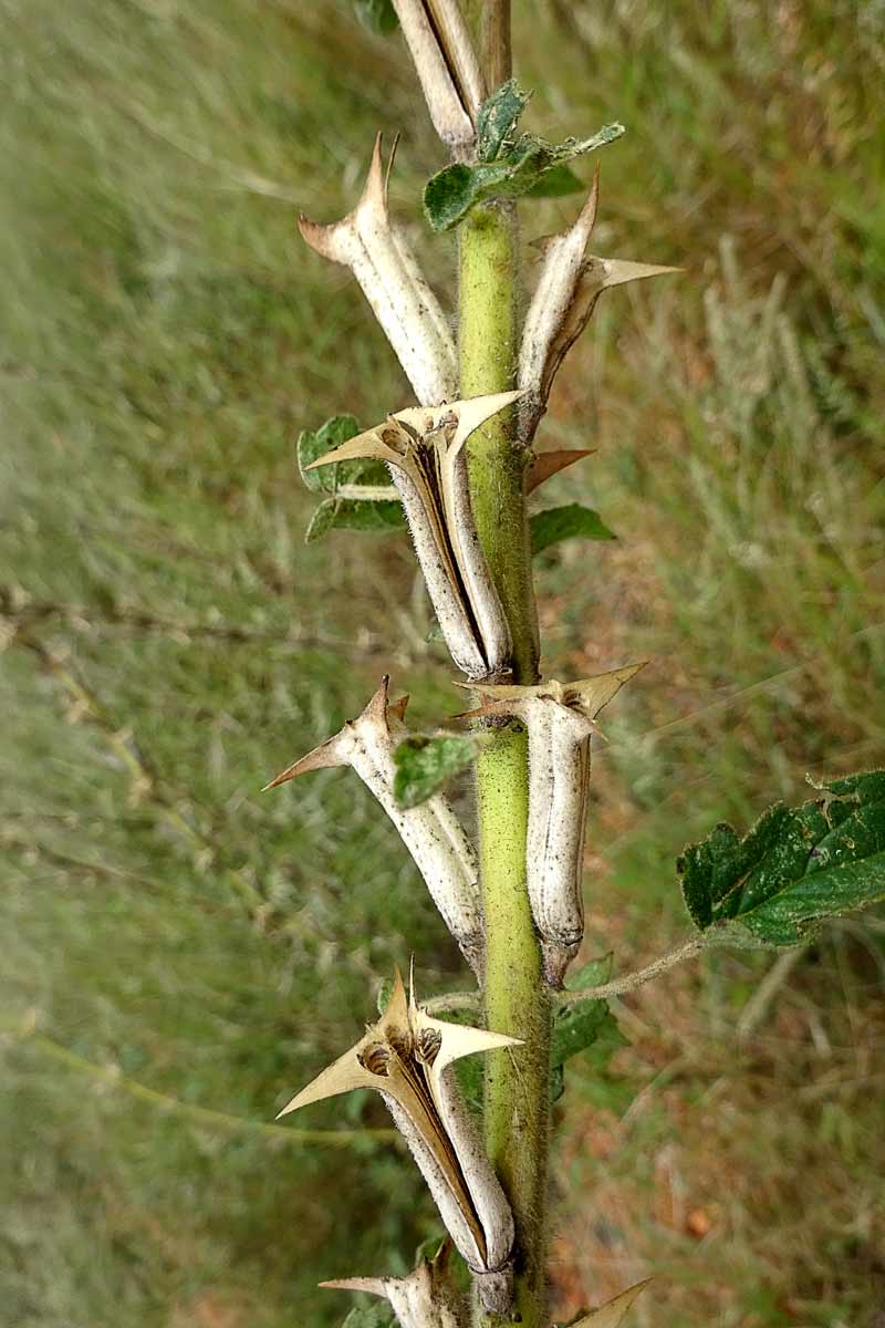 Изображение особи Ceratotheca triloba.