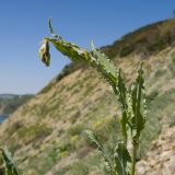 Oberna crispata