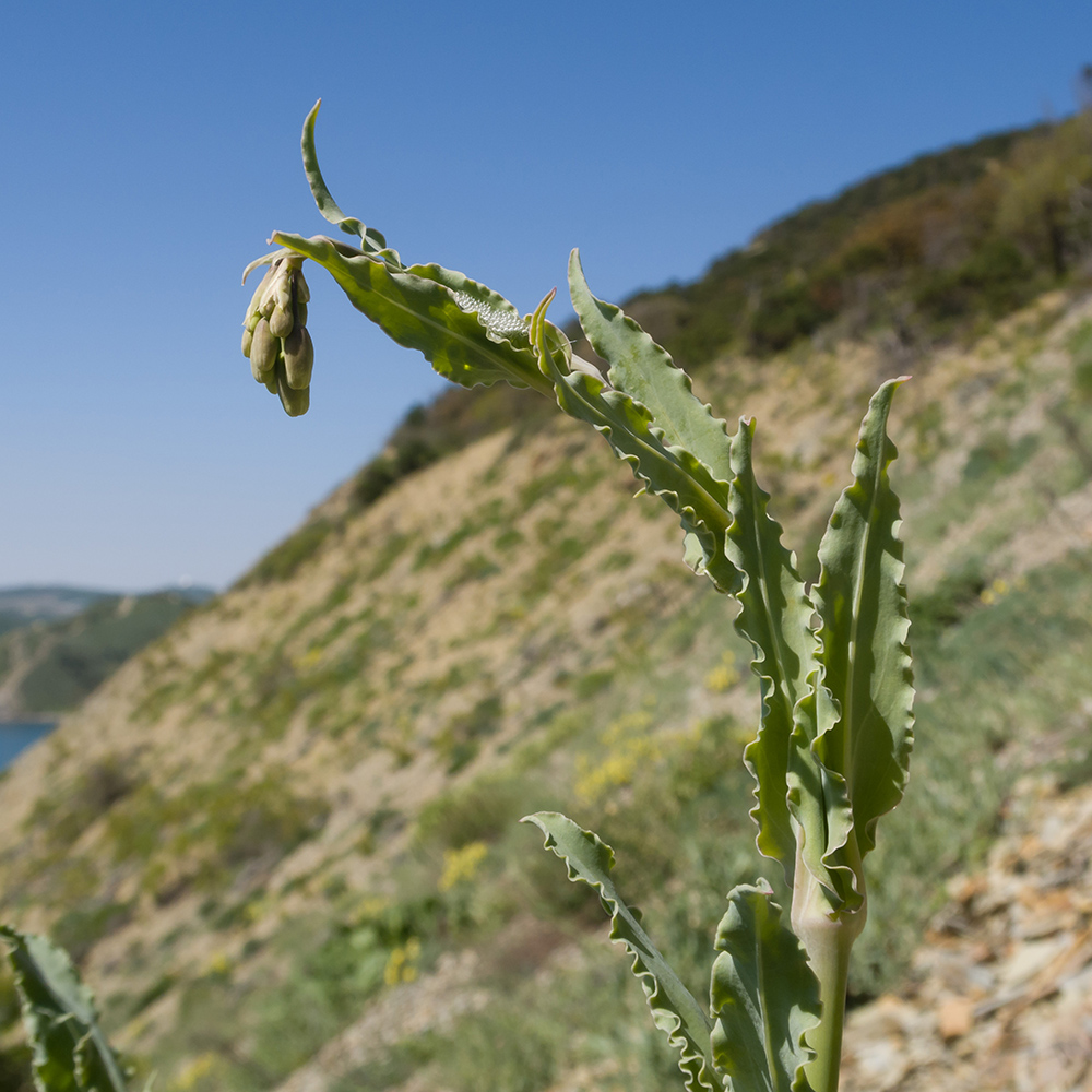 Image of Oberna crispata specimen.