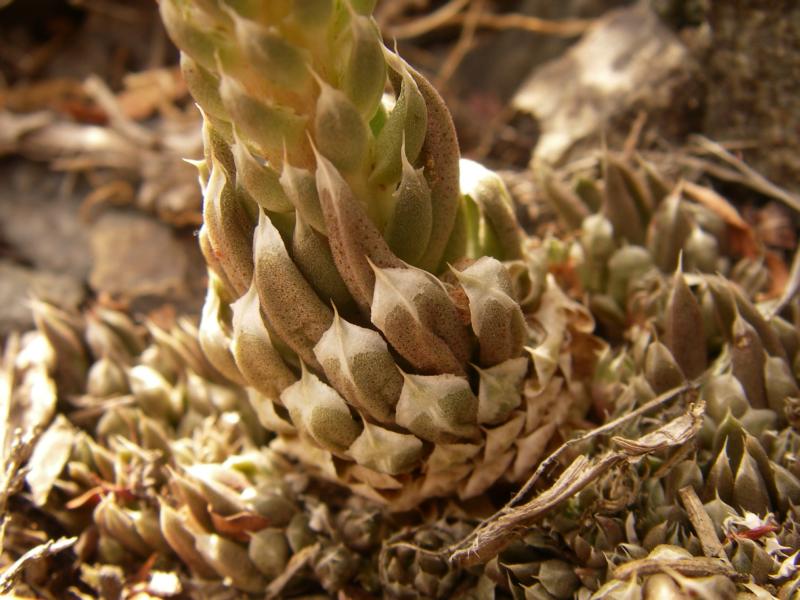 Image of Orostachys thyrsiflora specimen.