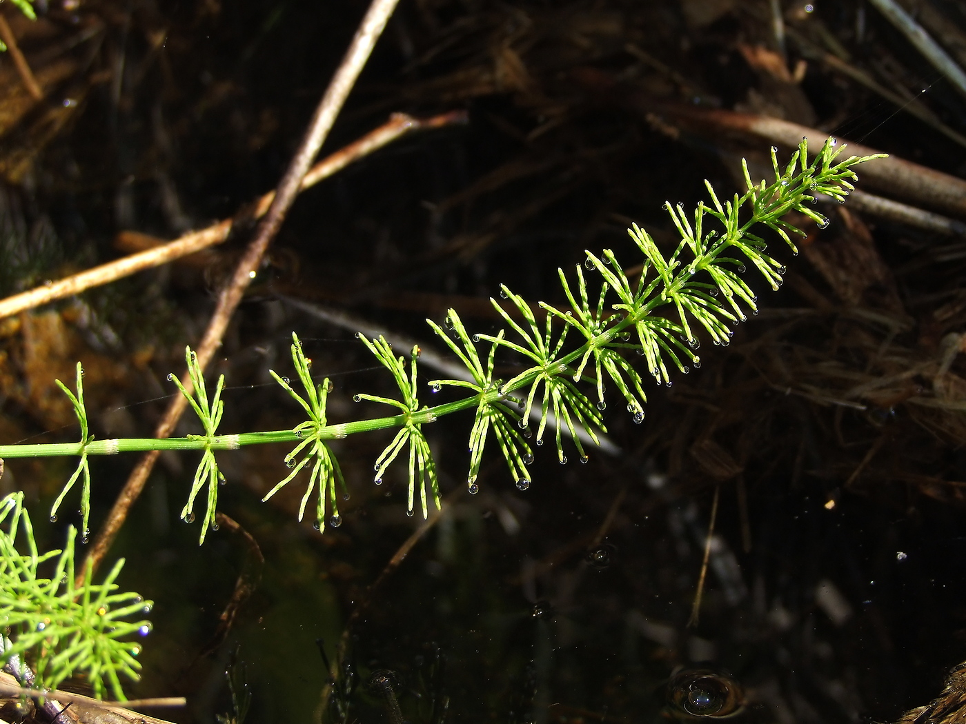 Image of Equisetum pratense specimen.