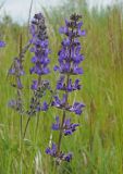 Salvia stepposa