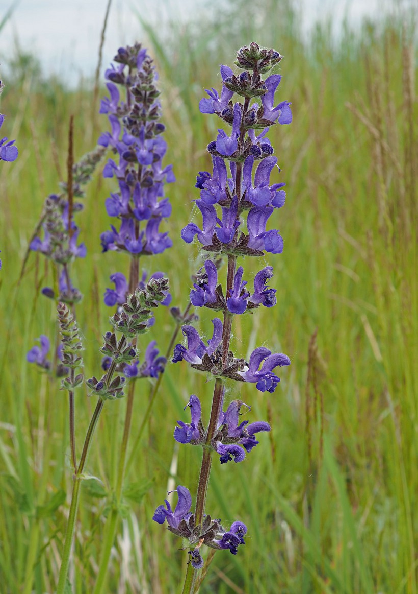 Image of Salvia stepposa specimen.