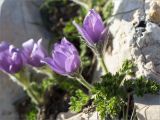 Pulsatilla violacea. Цветущее растение. Абхазия, Гагрский р-н, гора Мамдзышха, выс. 1838 м н.у.м., олуговелый каменистый склон. 15.05.2021.