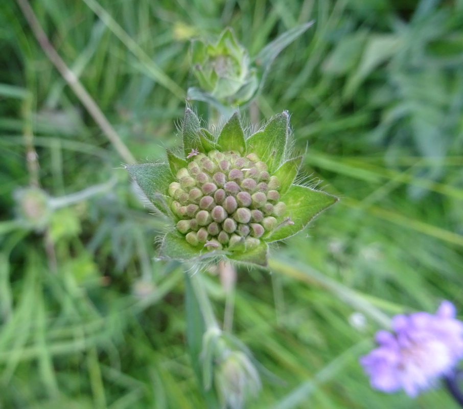 Image of Knautia arvensis specimen.