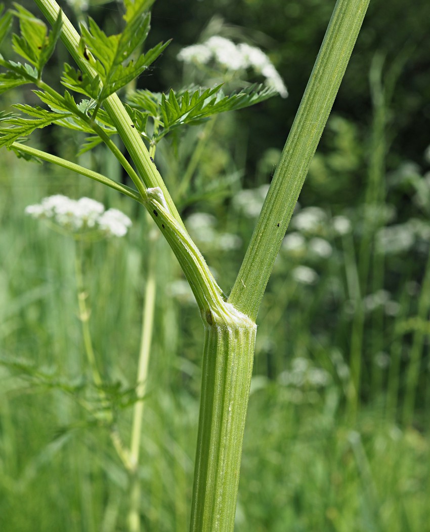 Изображение особи Anthriscus sylvestris.