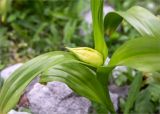 Colchicum speciosum. Верхушка плодоносящего растения. Абхазия, Гудаутский р-н, Рицинский реликтовый национальный парк, долина р. Гега, поляна в широколиственном лесу. 17.05.2021.