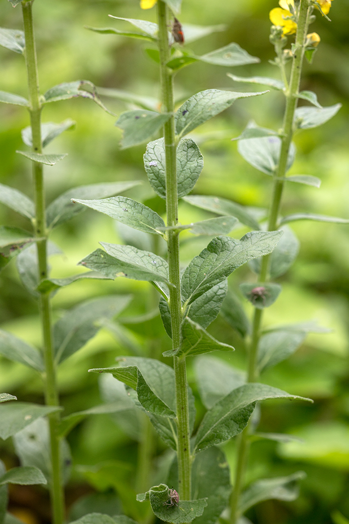 Изображение особи Verbascum lychnitis.