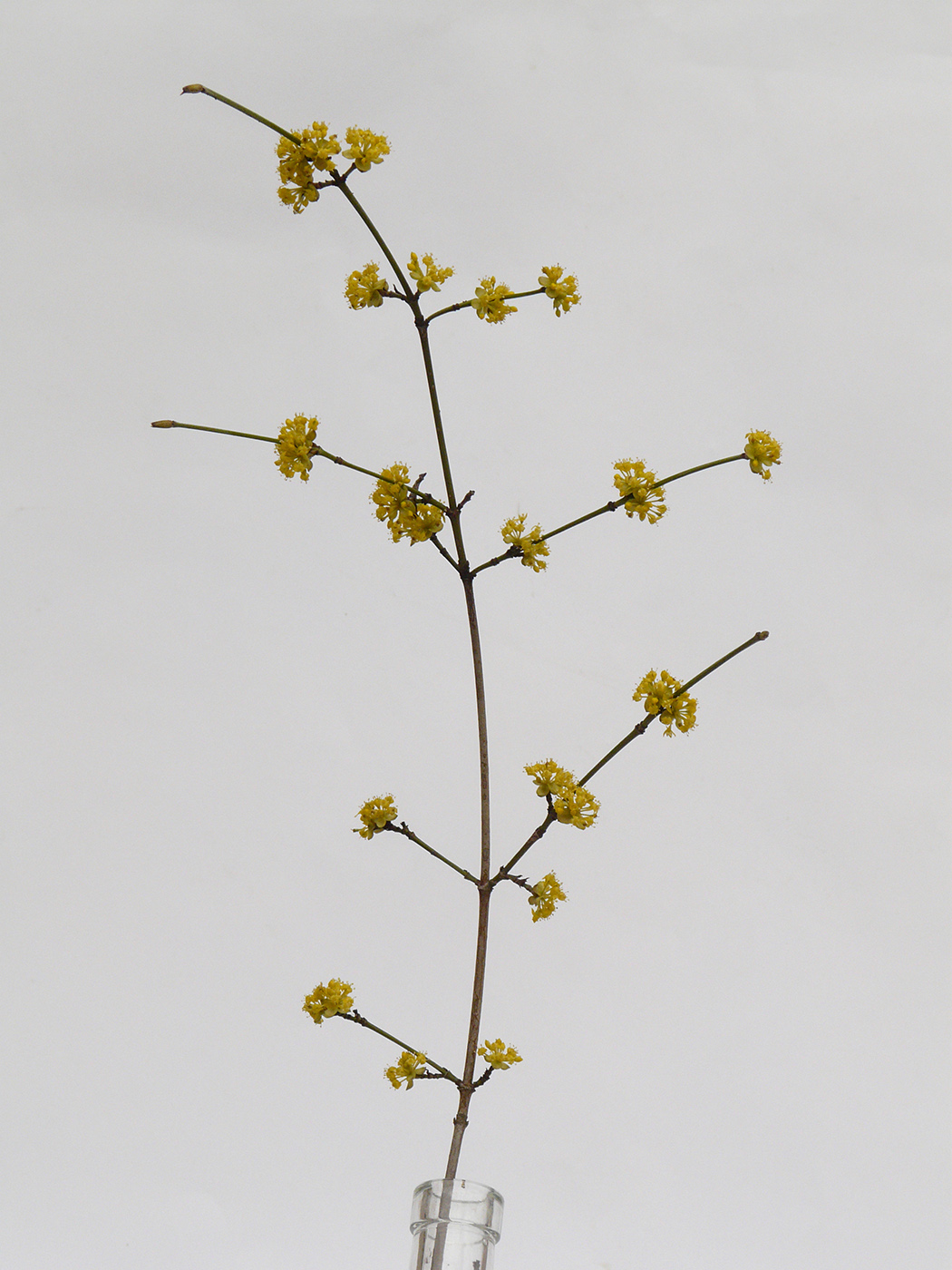 Image of Cornus mas specimen.