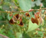 Fallopia dumetorum. Часть побега с плодами. Московская обл., ГО Подольск, мкр-н Климовск, двор. 15.09.2022.