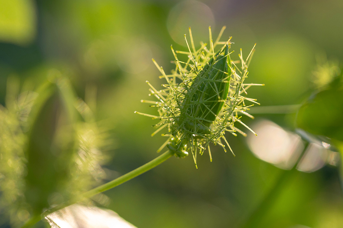 Image of Passiflora foetida specimen.