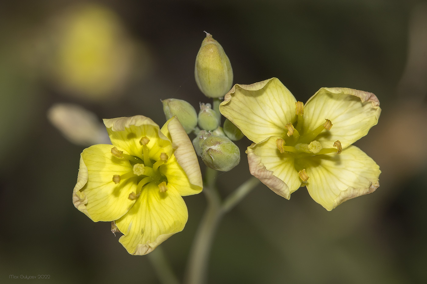 Изображение особи Diplotaxis tenuifolia.