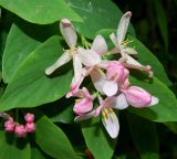 Lonicera tatarica. Цветки и листья. Санкт-Петербург, Пушкинский р-н, г. Пушкин, парк Большого Екатерининского дворца, в культуре. Июнь 2022 г.