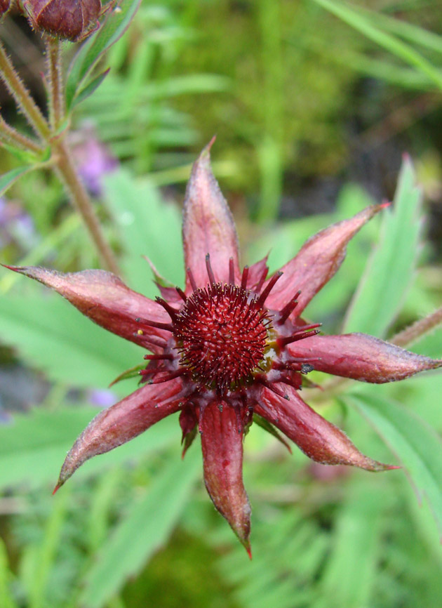 Image of Comarum palustre specimen.