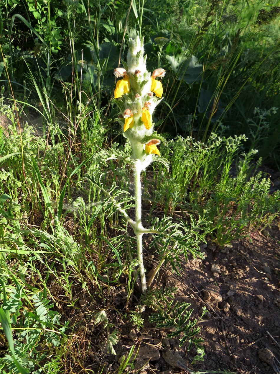 Изображение особи Phlomoides speciosa.