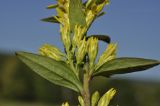 Solidago virgaurea ssp. dahurica