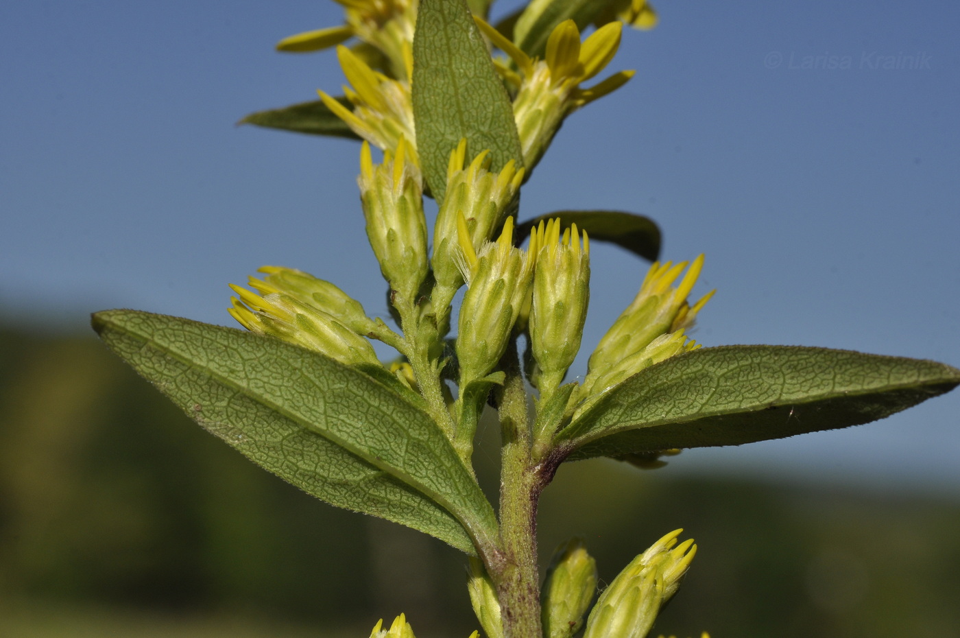 Image of Solidago virgaurea ssp. dahurica specimen.